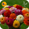 ZINNIA ELEGANS ZINDERELLA MIX 8 SZTUK